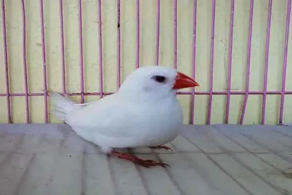 Image of: Fishland Pet Centre and Aquarium